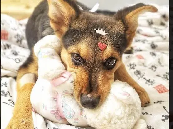 Cachorro raça Srd idade 2 a 6 meses nome Polly