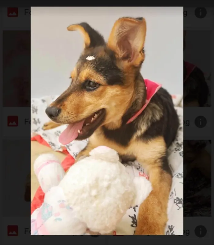 Cachorro raça Srd idade 2 a 6 meses nome Polly