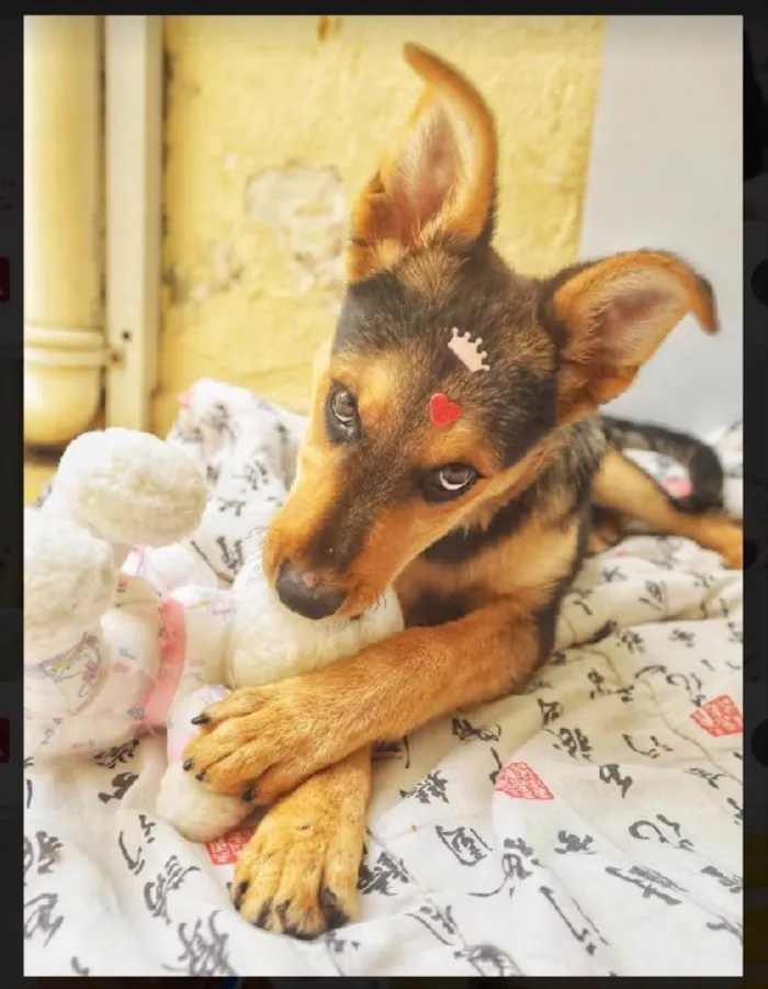 Cachorro raça Srd idade 2 a 6 meses nome Polly