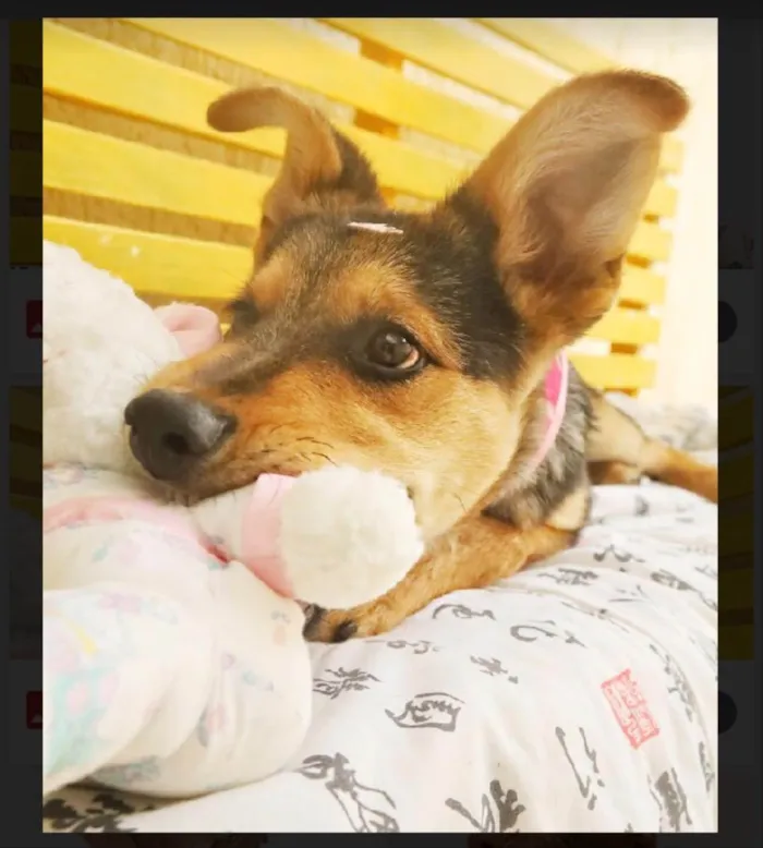 Cachorro raça Srd idade 2 a 6 meses nome Polly