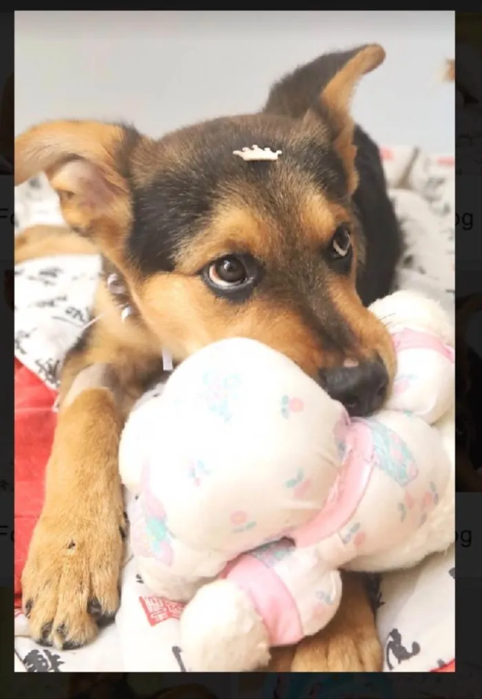 Cachorro raça Srd idade 2 a 6 meses nome Polly