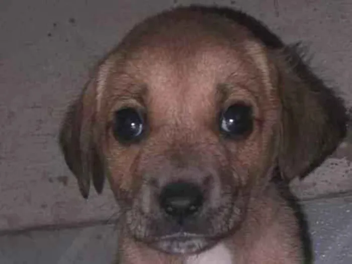 Cachorro raça Indefinida idade Abaixo de 2 meses nome Semnome