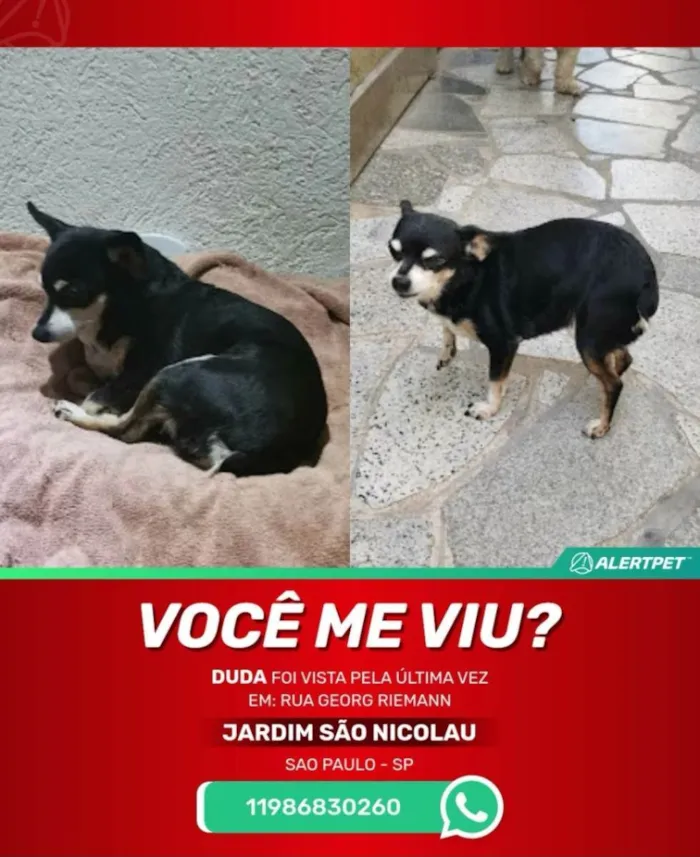 Cachorro ra a Pinscher idade 6 ou mais anos nome Duda