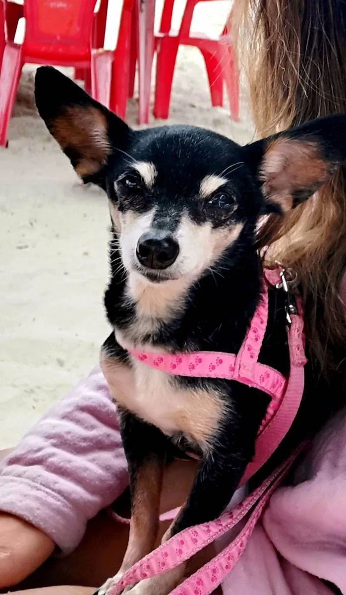 Cachorro ra a Pinscher idade 6 ou mais anos nome Duda