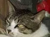 Gato raça SRD idade 1 ano nome Sem nome