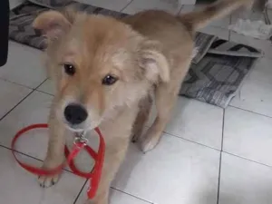 Cachorro raça Pungsan idade 2 a 6 meses nome BoB