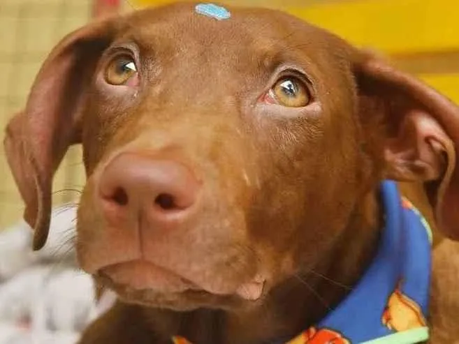 Cachorro raça Srd idade 2 a 6 meses nome Marley