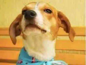 Cachorro raça Srd idade 2 a 6 meses nome Leona