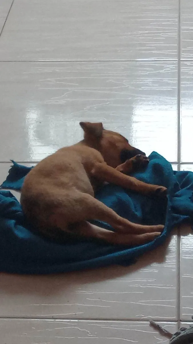 Cachorro raça Vira lata idade 2 a 6 meses nome Marcela