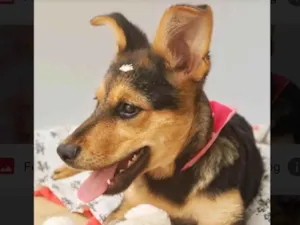 Cachorro raça Srd idade 2 a 6 meses nome Polly