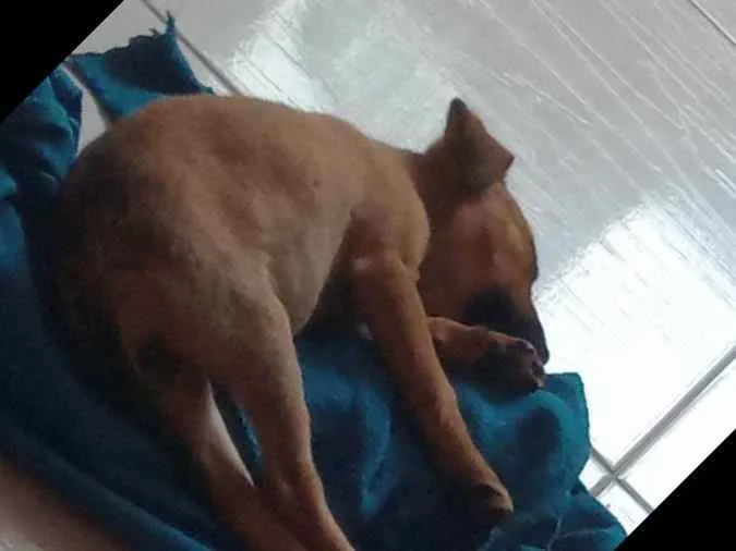Cachorro raça Vira lata idade 2 a 6 meses nome Marcela