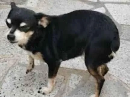 Cachorro ra a Pinscher idade 6 ou mais anos nome Duda