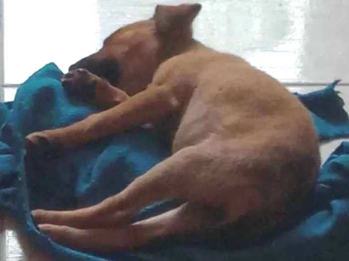 Cachorro raça Vira lata idade 2 a 6 meses nome Marcela