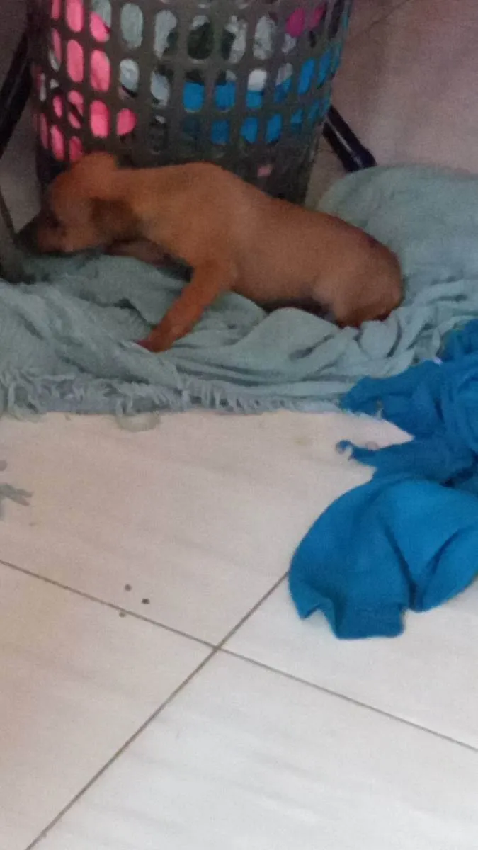 Cachorro raça Vira lata idade 2 a 6 meses nome Marcela