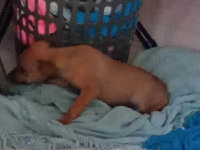 Cachorro raça Vira lata idade 2 a 6 meses nome Marcela
