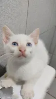 Doação Gatinho branc