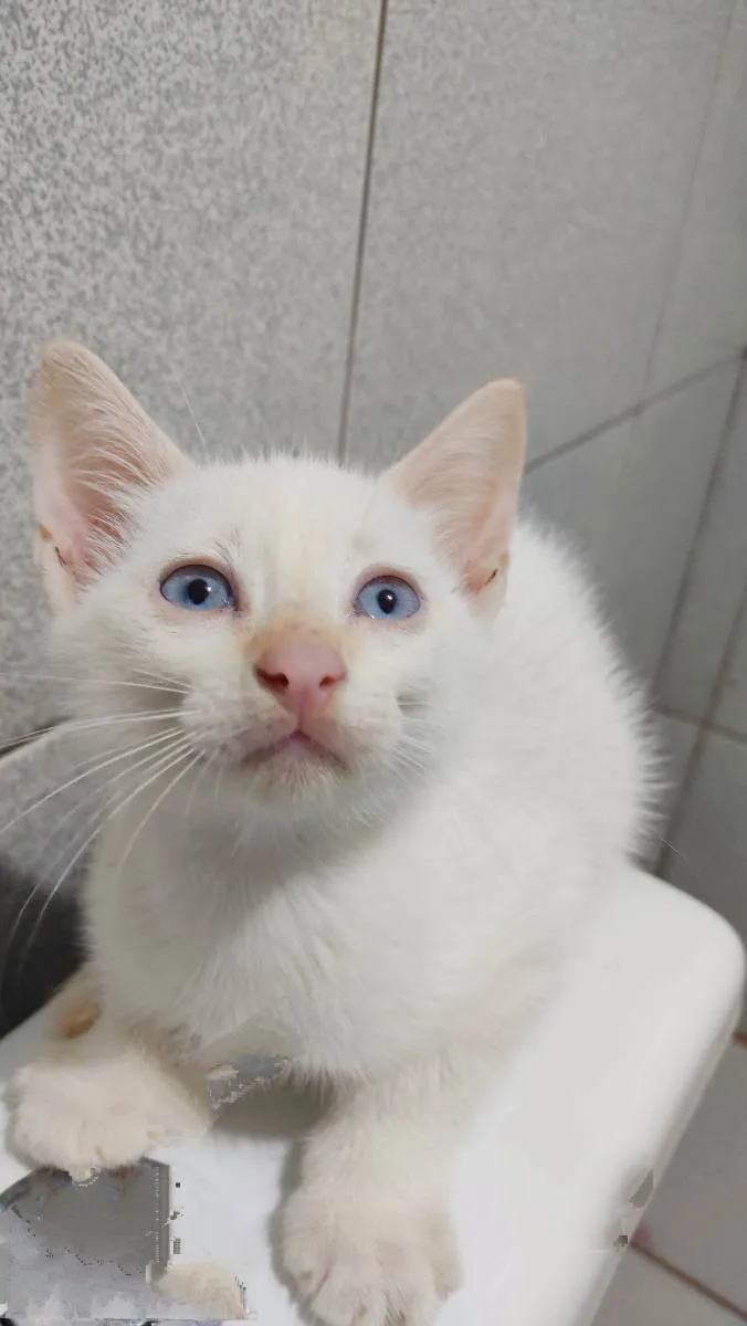 Gato raça Sem raça definida  idade 2 a 6 meses nome Doação Gatinho branc