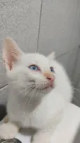 Doação Gatinho branc
