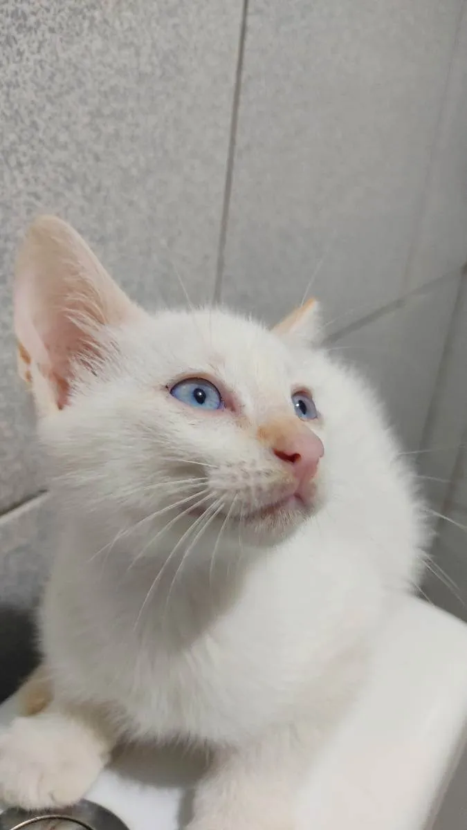 Gato raça Sem raça definida  idade 2 a 6 meses nome Doação Gatinho branc