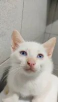 Doação Gatinho branc