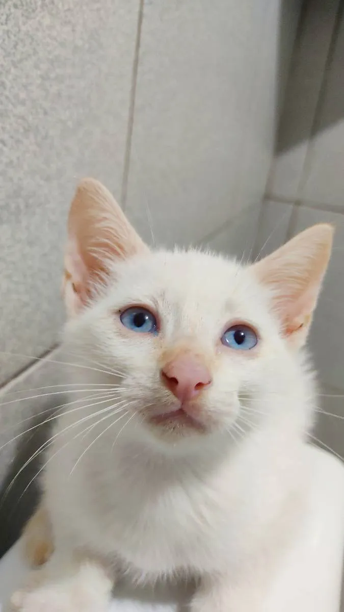 Gato raça Sem raça definida  idade 2 a 6 meses nome Doação Gatinho branc