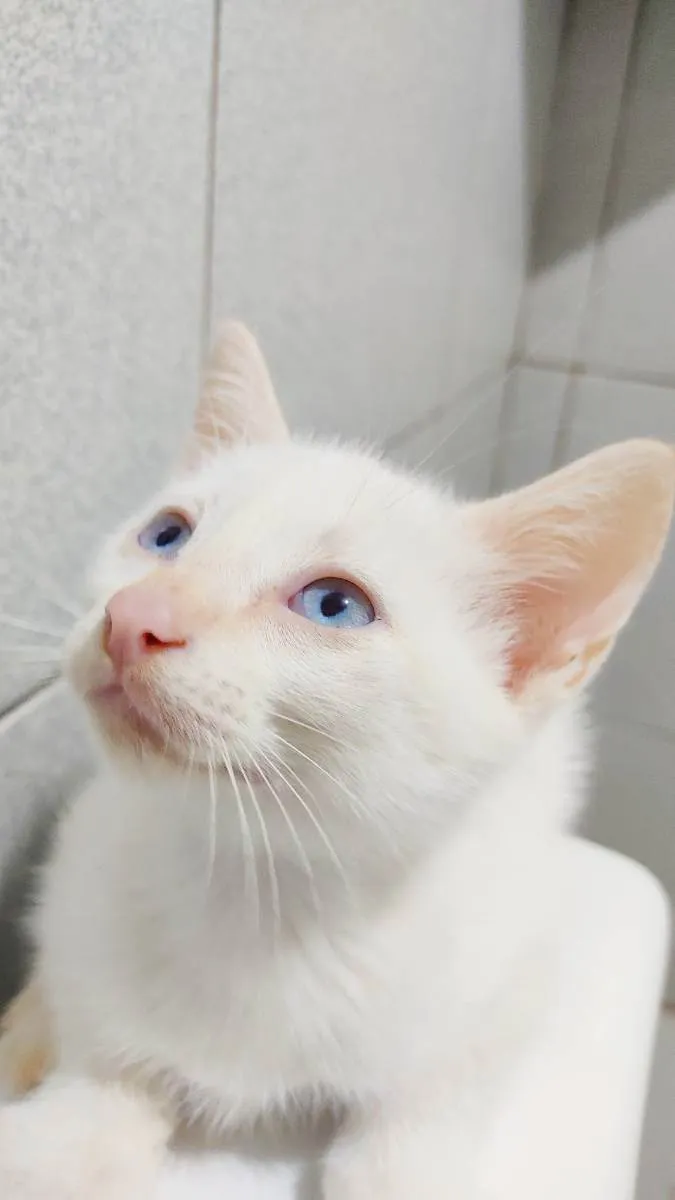 Gato raça Sem raça definida  idade 2 a 6 meses nome Doação Gatinho branc