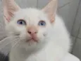 Doação Gatinho branc