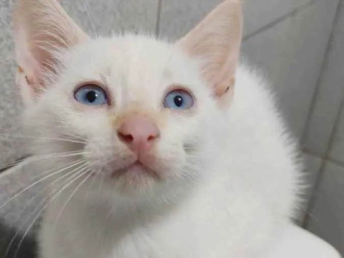 Gato raça Sem raça definida  idade 2 a 6 meses nome Doação Gatinho branc