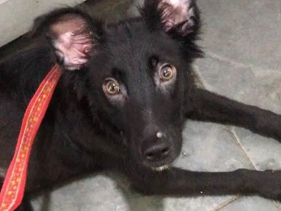 Cachorro ra a Sem raca definid idade 2 a 6 meses nome black