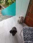 Nina e pepeta 