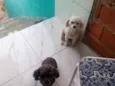 Nina e pepeta 