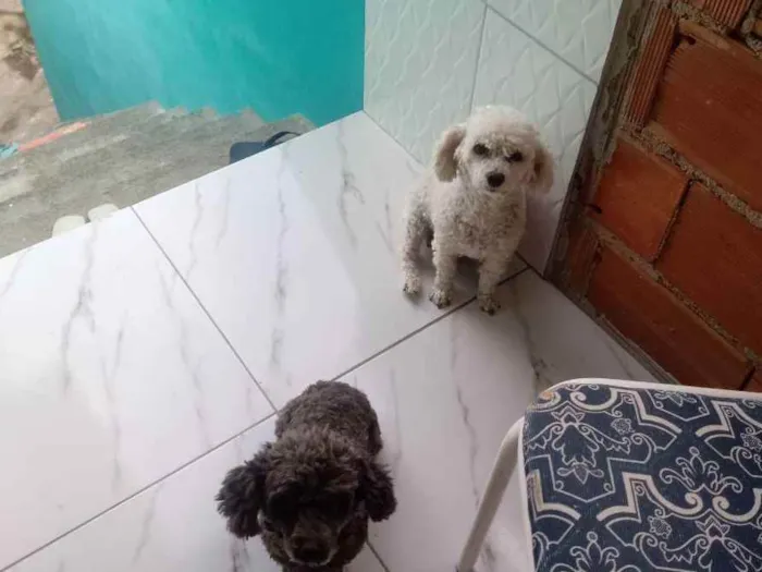 Cachorro ra a Poodle ???? idade 3 anos nome Nina e pepeta 