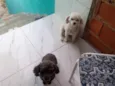 Nina e pepeta 