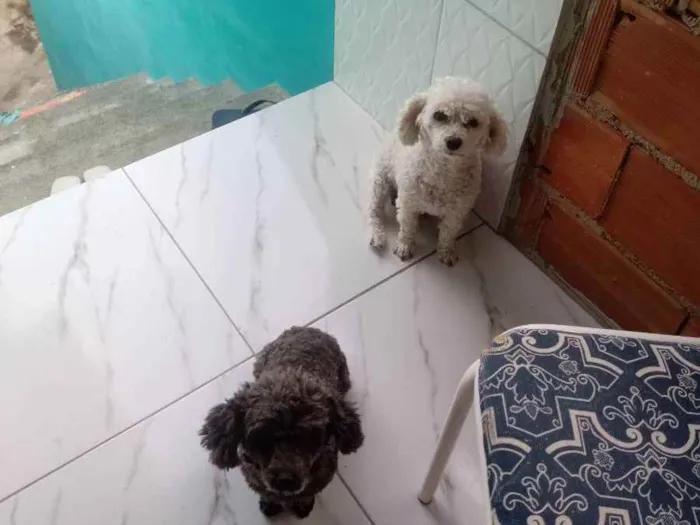 Cachorro ra a Poodle ???? idade 3 anos nome Nina e pepeta 