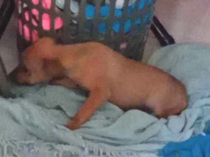 Cachorro raça Vira lata idade 2 a 6 meses nome Marcela