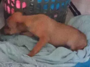 Cachorro raça Vira lata idade 2 a 6 meses nome Marcela