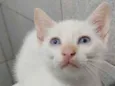 Doação Gatinho branc