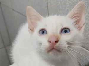 Gato raça Sem raça definida  idade 2 a 6 meses nome Doação Gatinho branc