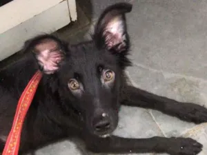 Cachorro raça Sem raca definid idade 2 a 6 meses nome black
