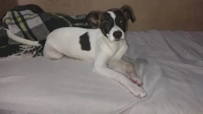 Cachorro ra a Não definida  idade 2 a 6 meses nome Aurora