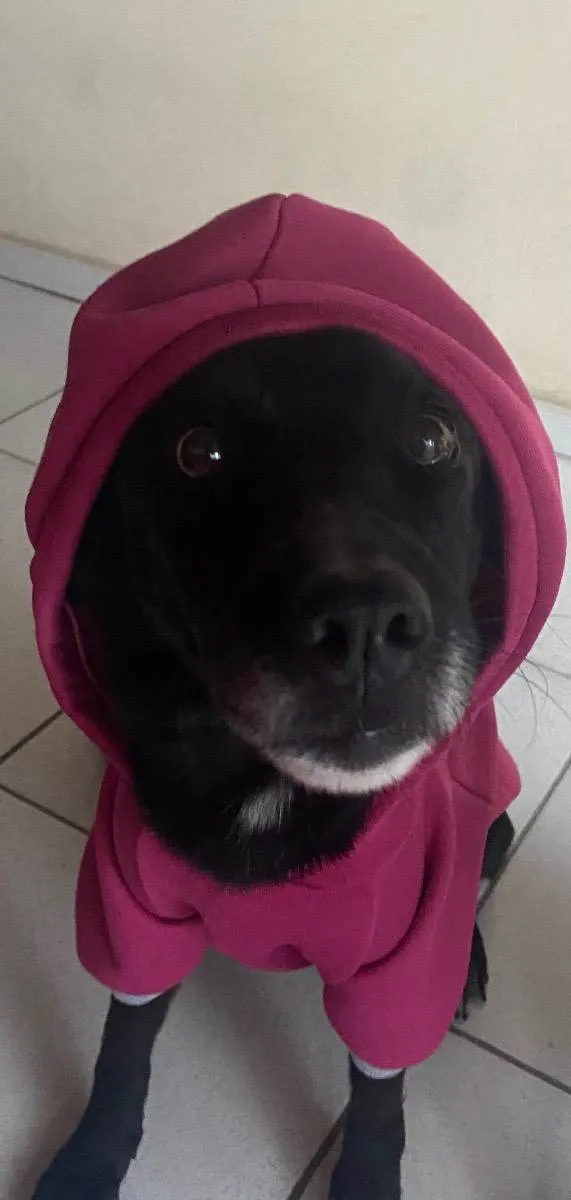 Cachorro ra a Vira lata  idade 5 anos nome Princesa