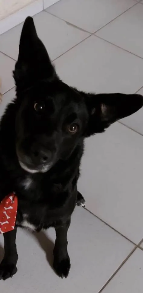 Cachorro ra a Vira lata  idade 5 anos nome Princesa