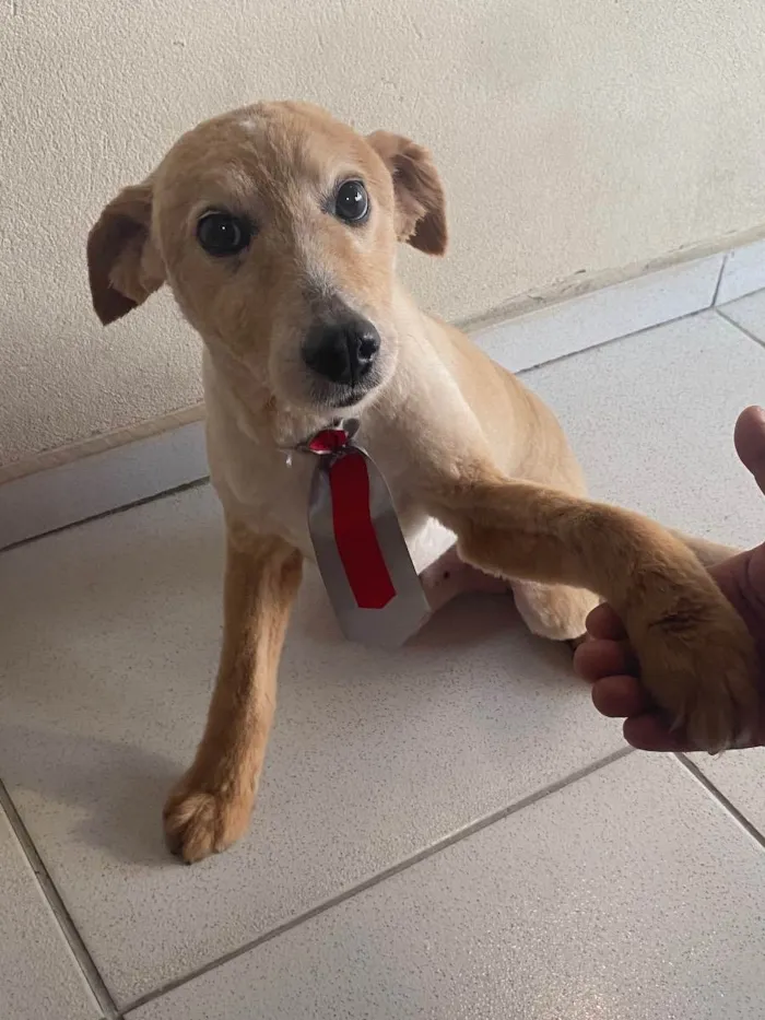 Cachorro ra a Vira lata idade 6 ou mais anos nome Rick