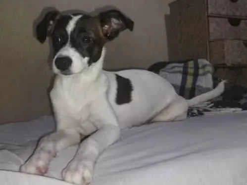 Cachorro ra a Não definida  idade 2 a 6 meses nome Aurora