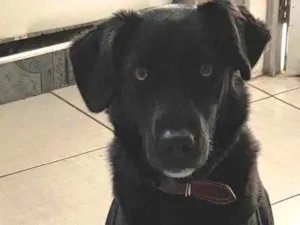 Cachorro raça Vira lata  idade 5 anos nome Princesa