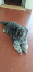 Pérola