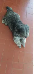 Pérola