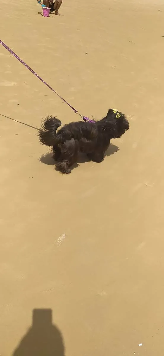 Cachorro ra a Mistura de poodle com Yorkshir idade 2 anos nome Pérola 