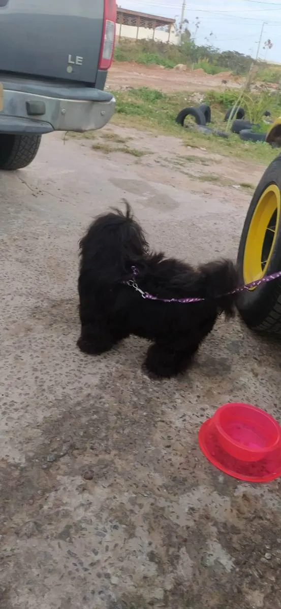 Cachorro ra a Mistura de poodle com Yorkshir idade 2 anos nome Pérola 