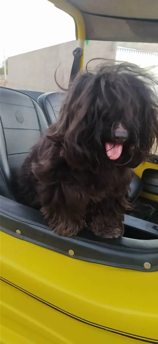 Cachorro ra a Mistura de poodle com Yorkshir idade 2 anos nome Pérola 